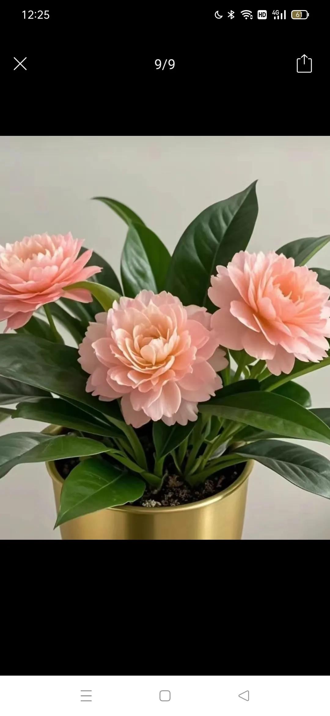 漂亮的大叶金钻