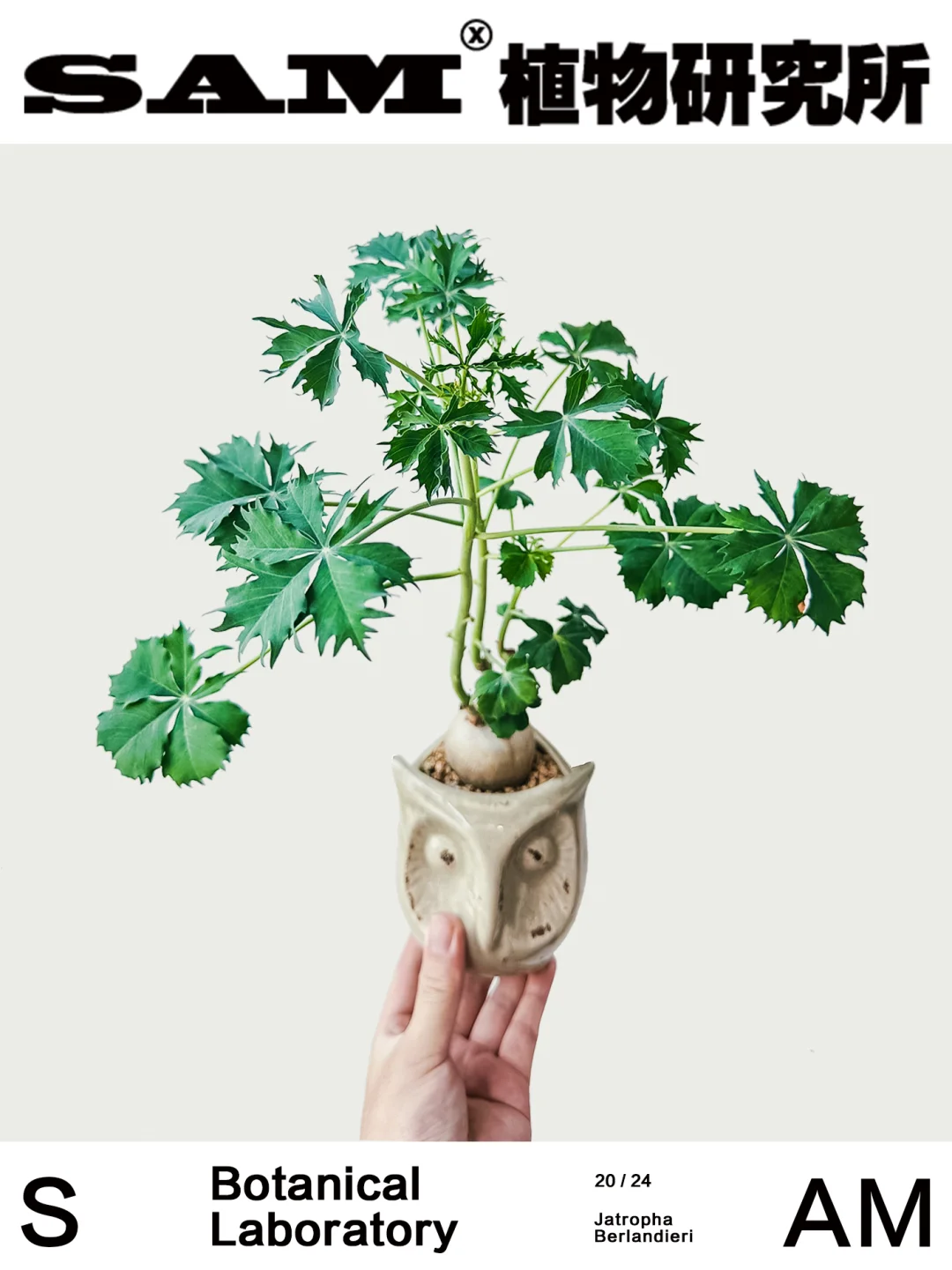 锦珊瑚｜Jatropha Berlandieri