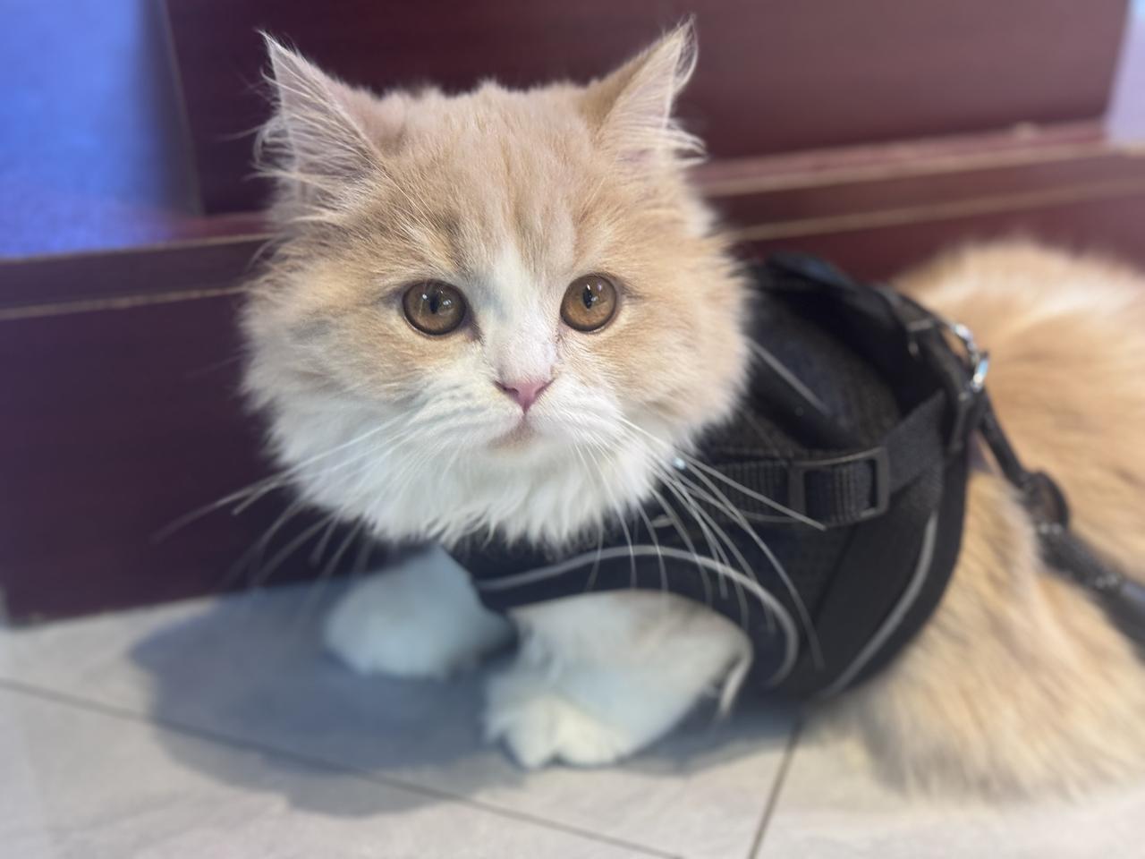 晒图笔记大赛我的拿破仑小猫，可爱吗？