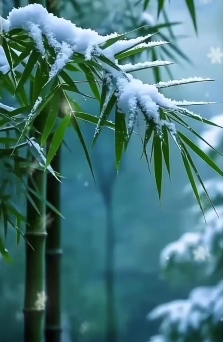 七绝   雪与竹



洁来洁去野中飘，恰遇庭筠院里摇。
误认青青春不是，冽风窗