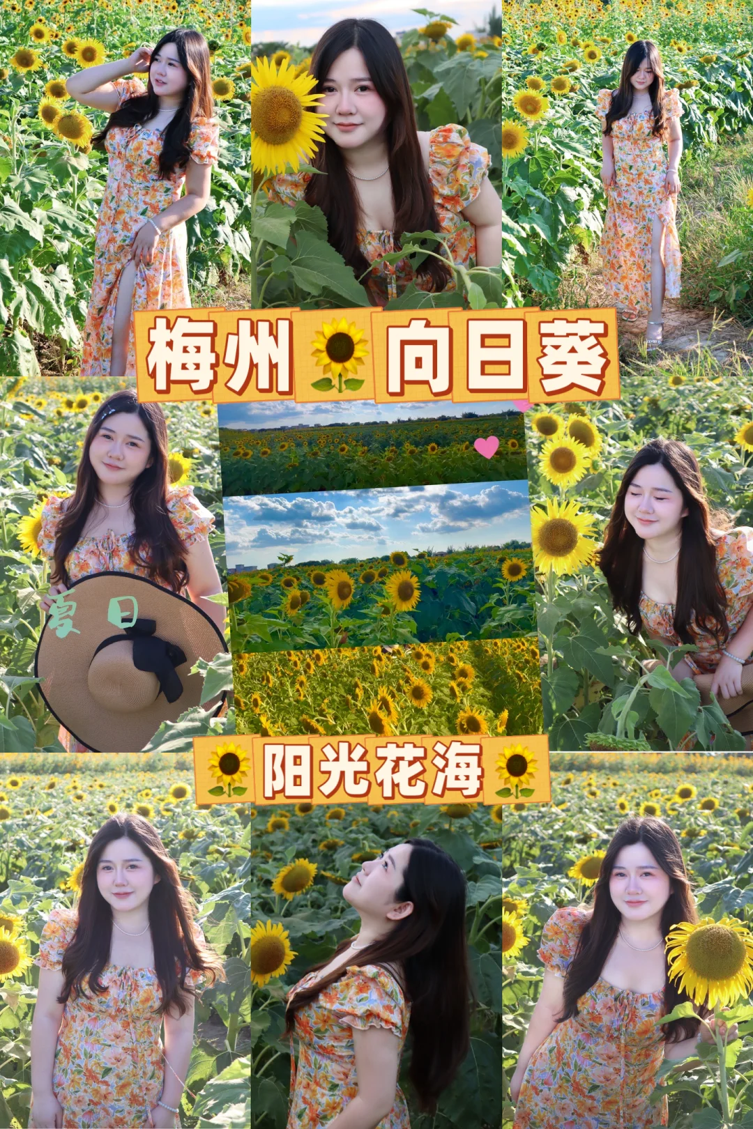 梅州兴宁🌻向日葵🦋「阳光花海」🌸。🐝。🐛
