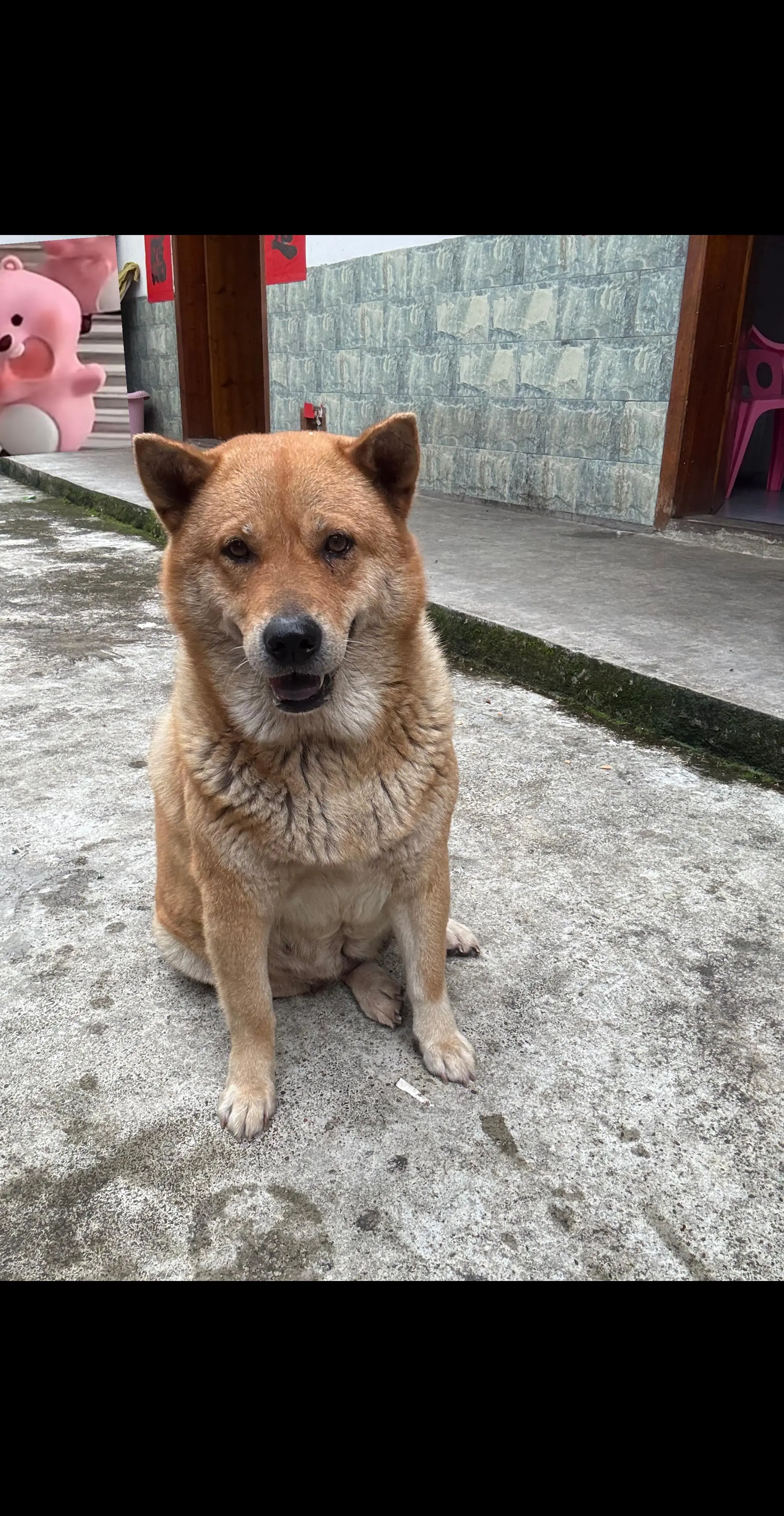 广西土狗 田园犬