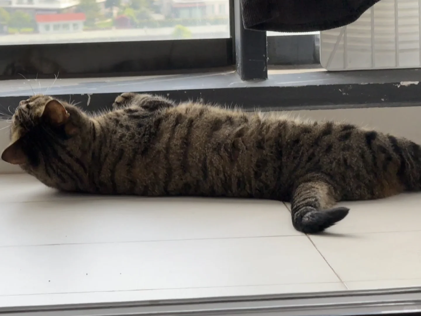 狸花猫｜泡发了，大补😋