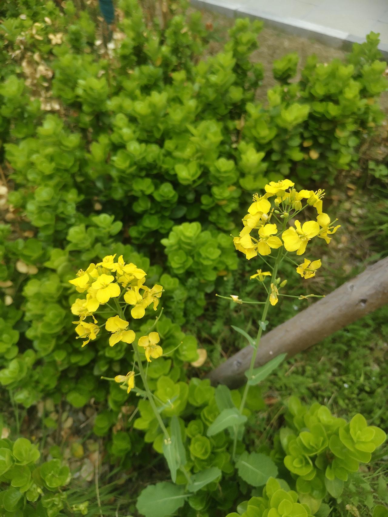 阳光下的黄色小花，生机勃勃的自然之美。