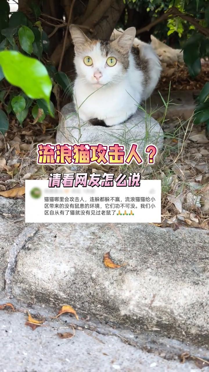 流浪猫攻击人？请看网友怎么说。
猫猫哪里会攻击人，连躲都躲不赢。流浪猫猫给小区带