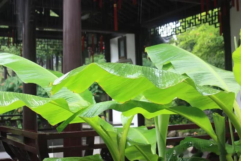 看到“雨打芭蕉声入韵”这个上联，瞬间来了兴致。上联营造出一种很有意境的画面，雨滴