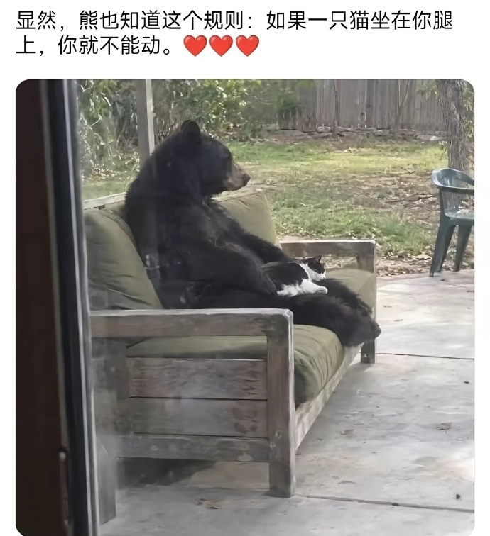 猫睡在我腿上我能一下午不动。 ​​​