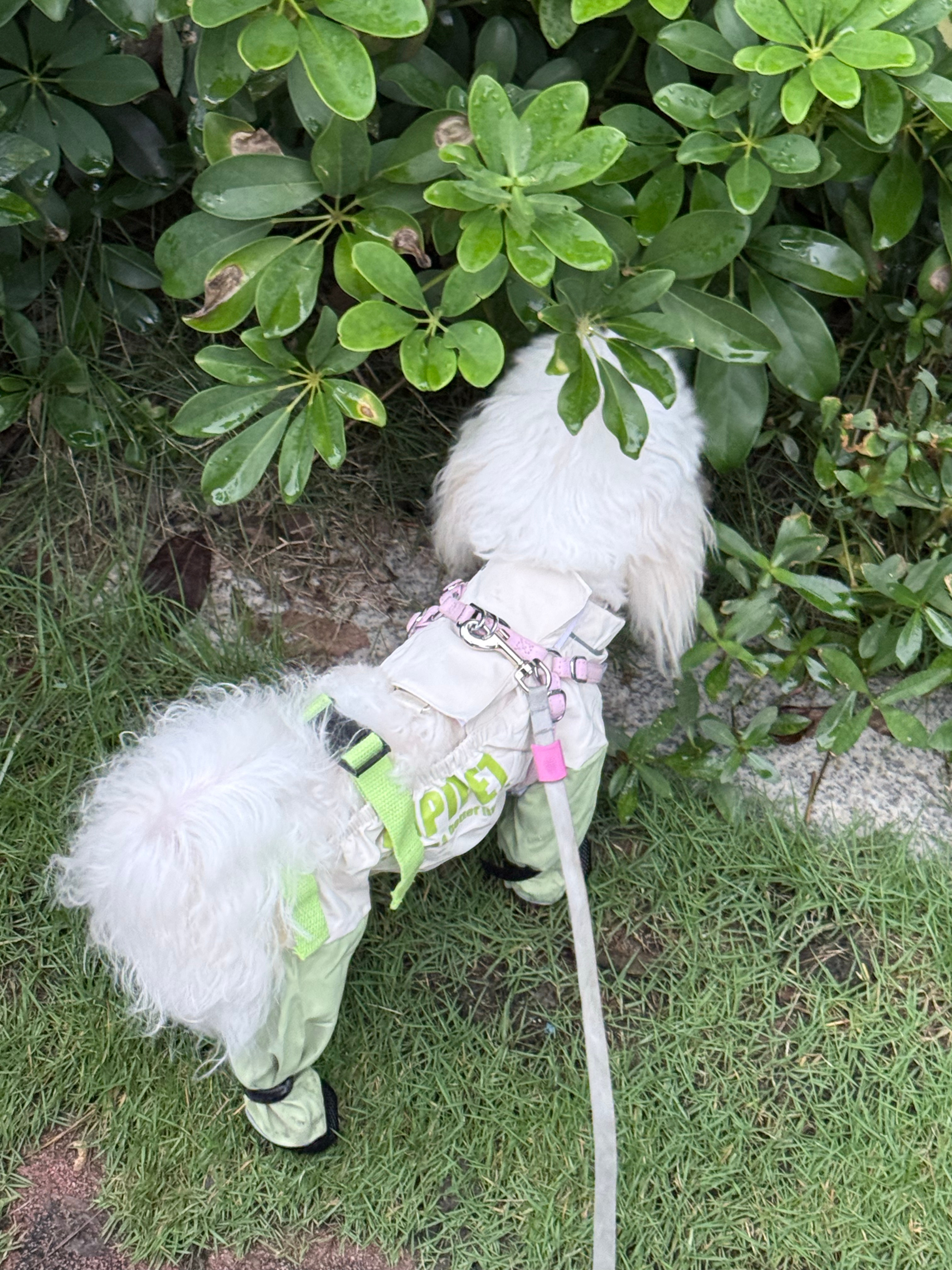 小不点又来视察楼下草坪了🥺 ​​​