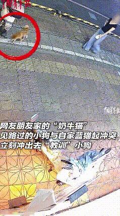 这只奶牛猫也太讲义气了吧！
谁懂啊！猫咪之间的双向守护，又帅又治愈！
 
街头暖