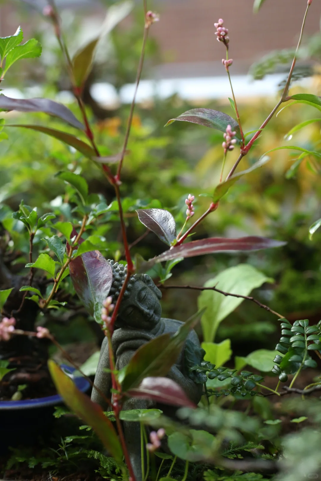 让山野草自由的发挥