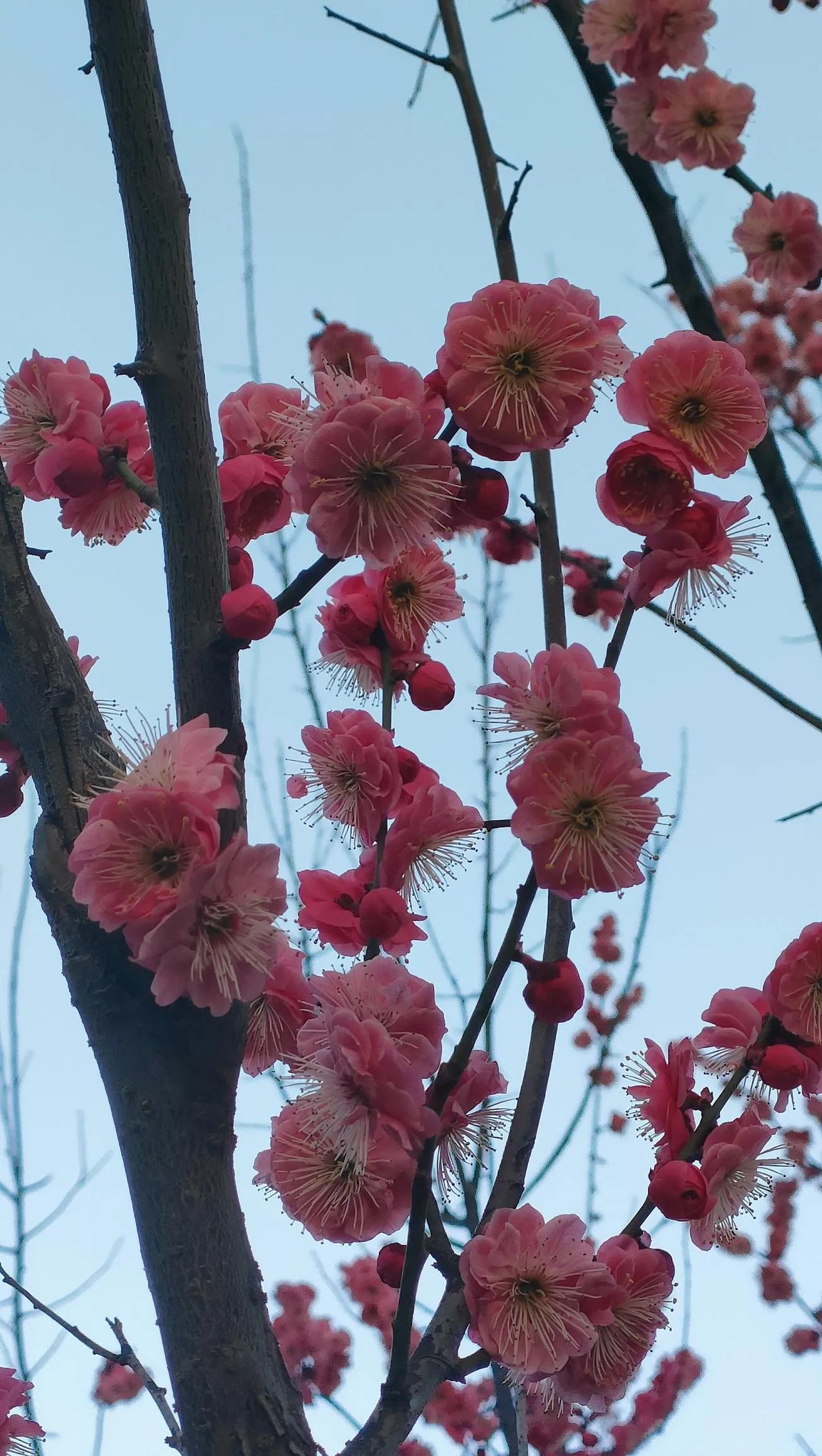 西安南大明宫建材家居广场北边的梅花正在盛开中！

最近，古城西安的气温上升很快，