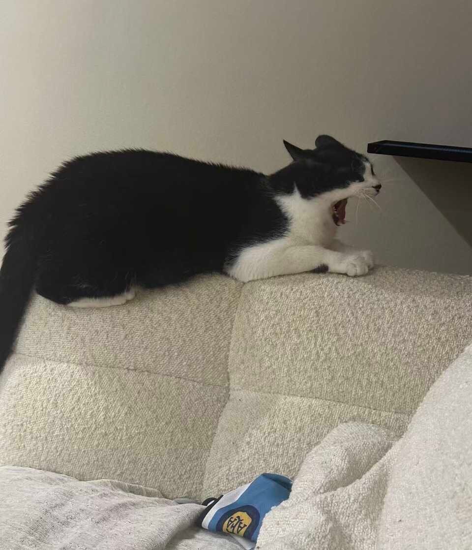 不喜被打扰，我独自发狂。daily奶牛猫 （投稿：） 
