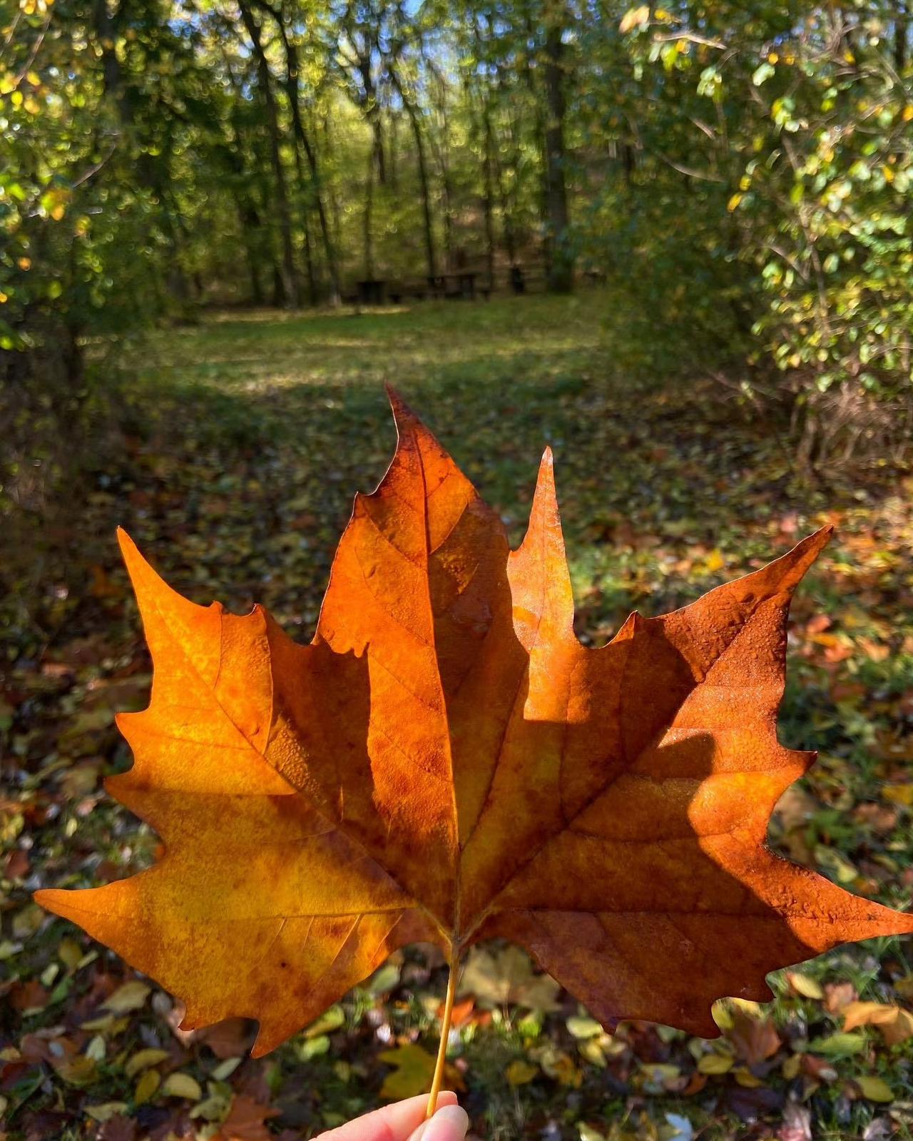 秋意小美好~🍂🍁🌾🍃