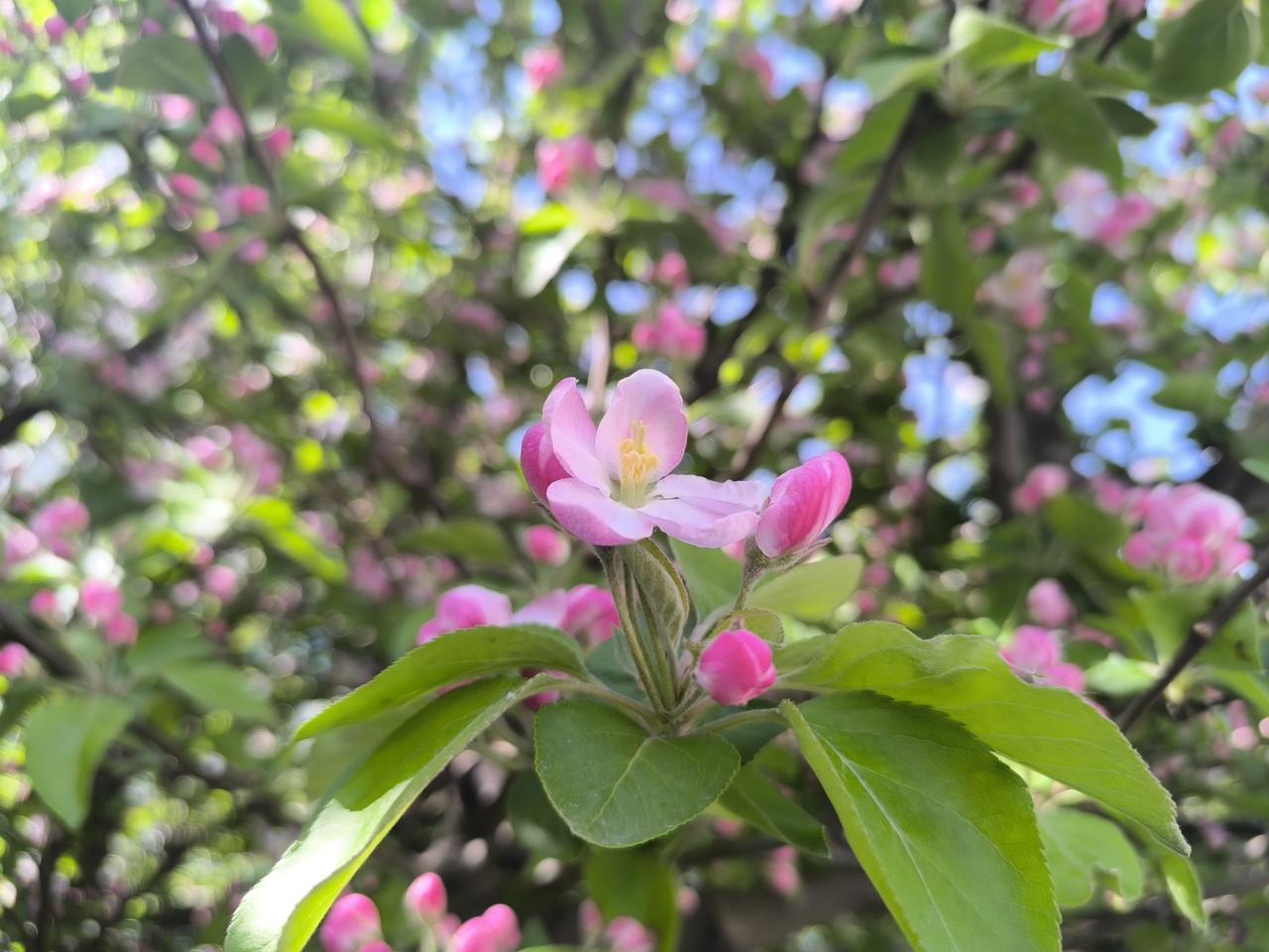 这是苹果，苹果的花，粉嘟嘟的，在绿色之中。