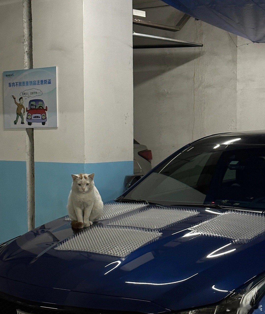 他甚至还放了防猫的垫子 ！！！ ​​​