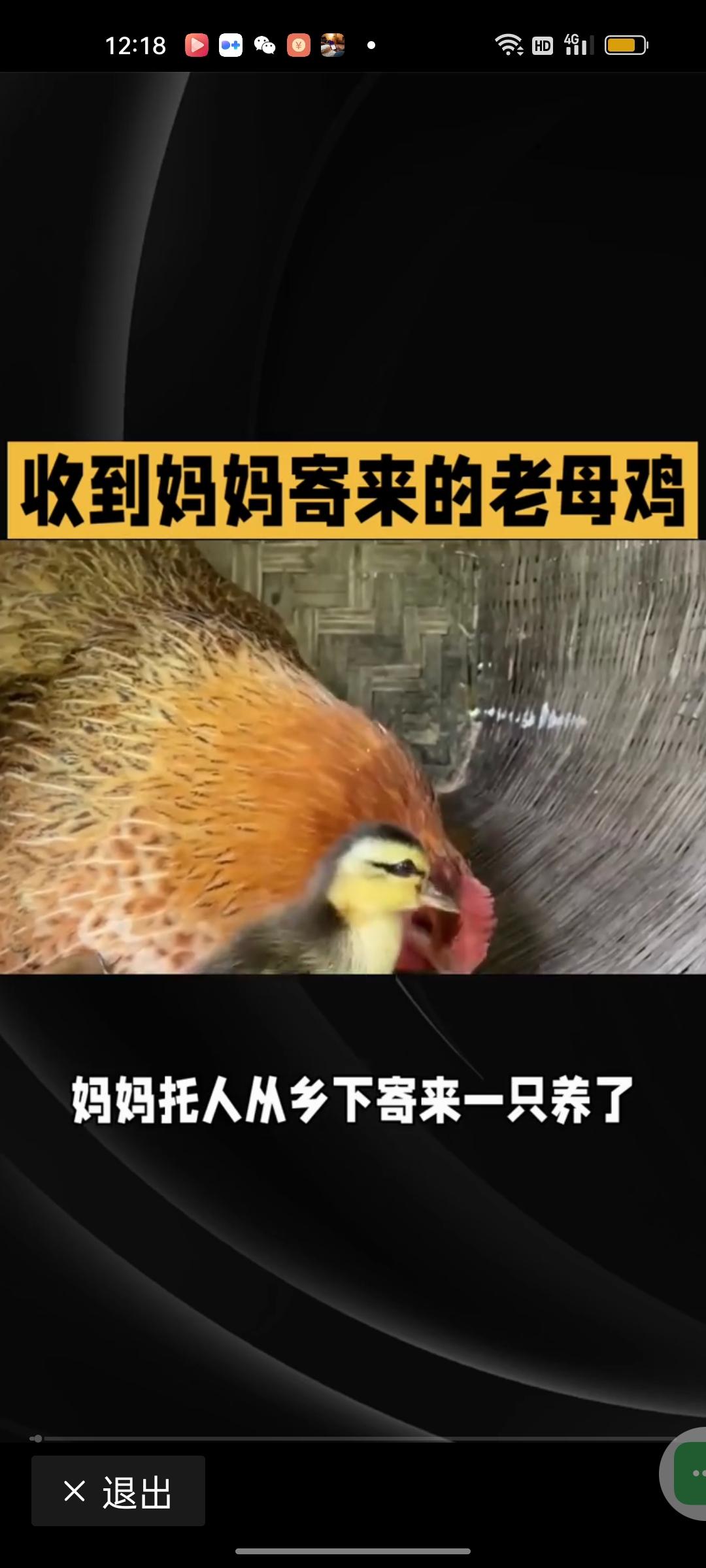 妈妈寄给女儿补身体母鸡被当宠物养，短短几秒的视频，看暖了无数异乡人的心。
 
姑