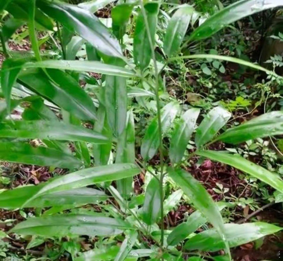 凤尾草别名：凤凰草、凤尾蕨。基源：本品为凤尾蕨科多年生草本植物凤尾草 的全草或根