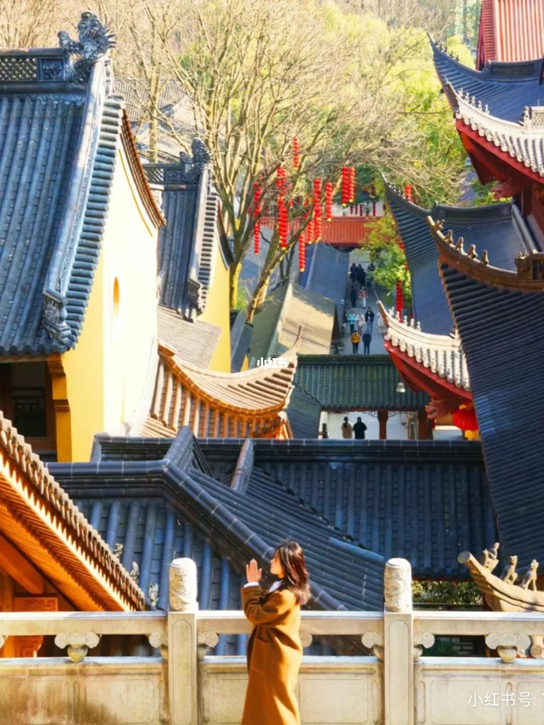 错过再等1年/法喜寺500年玉兰花即将绽放