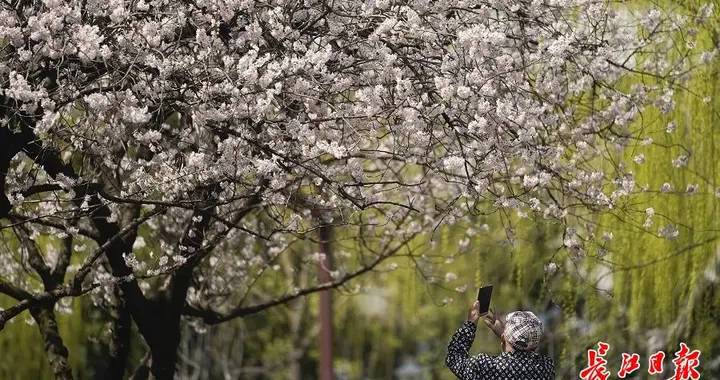 藏不住了，春天来了