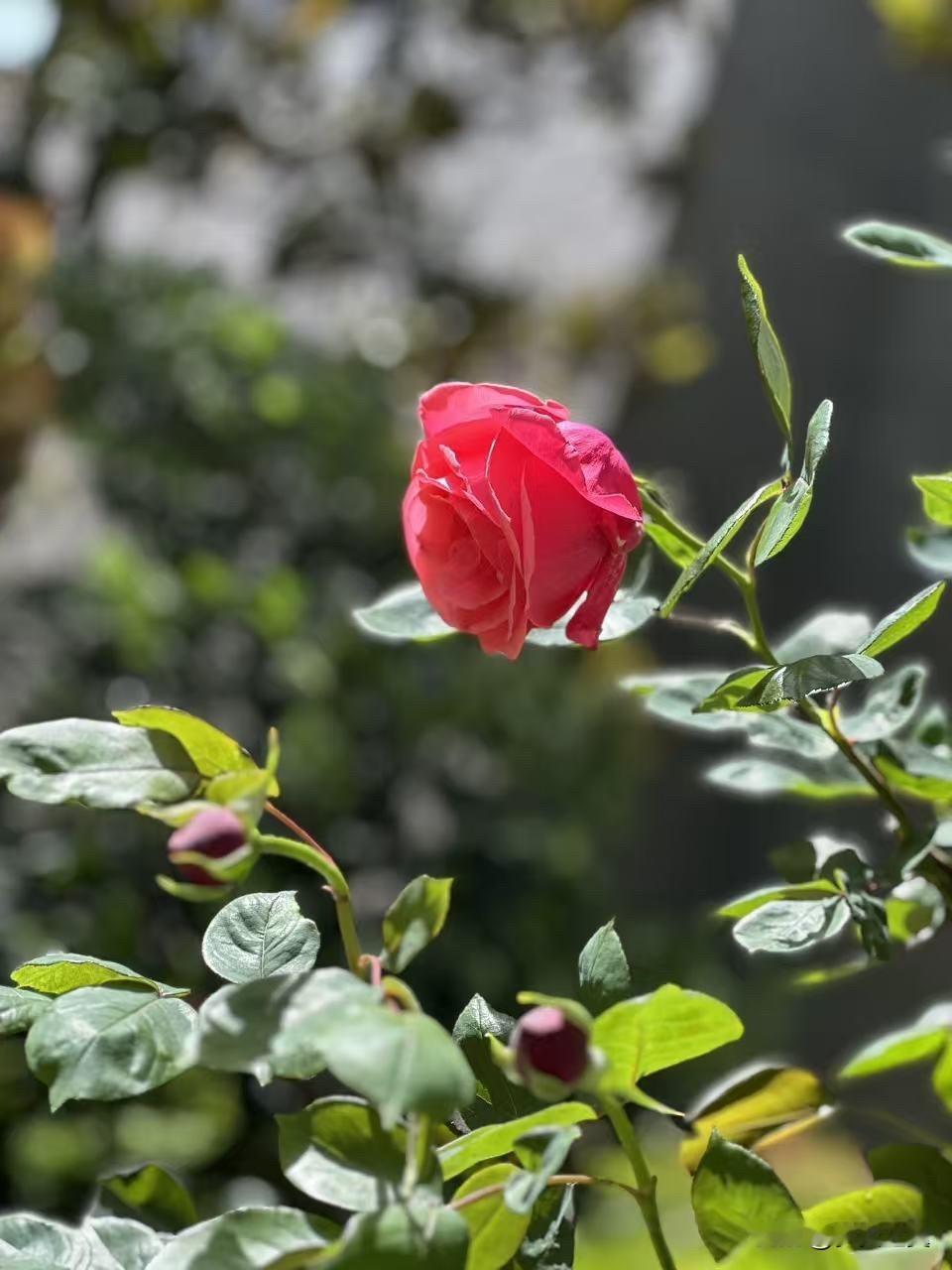 【小对联】
上：萌动；
下：……？