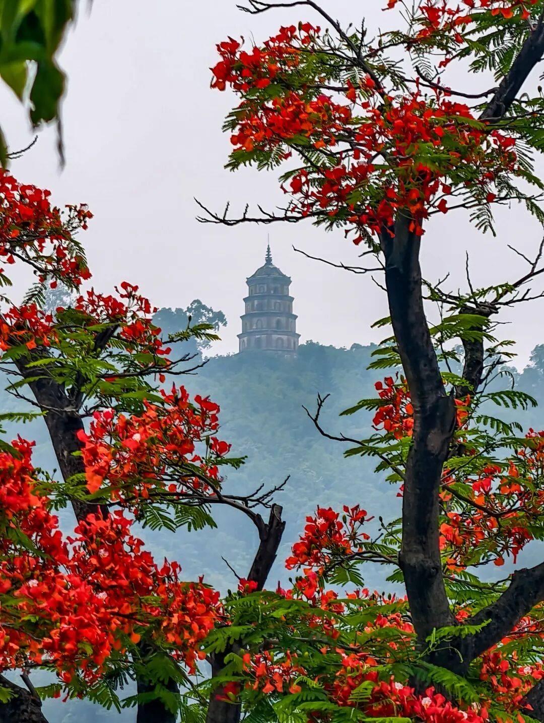 顺峰山公园的凤凰花确实到了封神级盛花期，现在去正好，错过就要等明年￼￼￼！

 