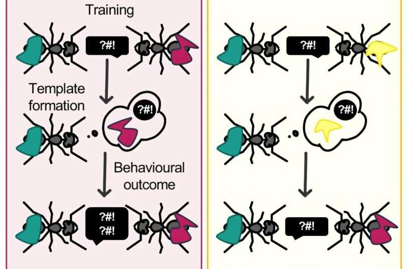 蚂蚁会记仇

根据发表在《Current Biology》上的研究，演化生物学家