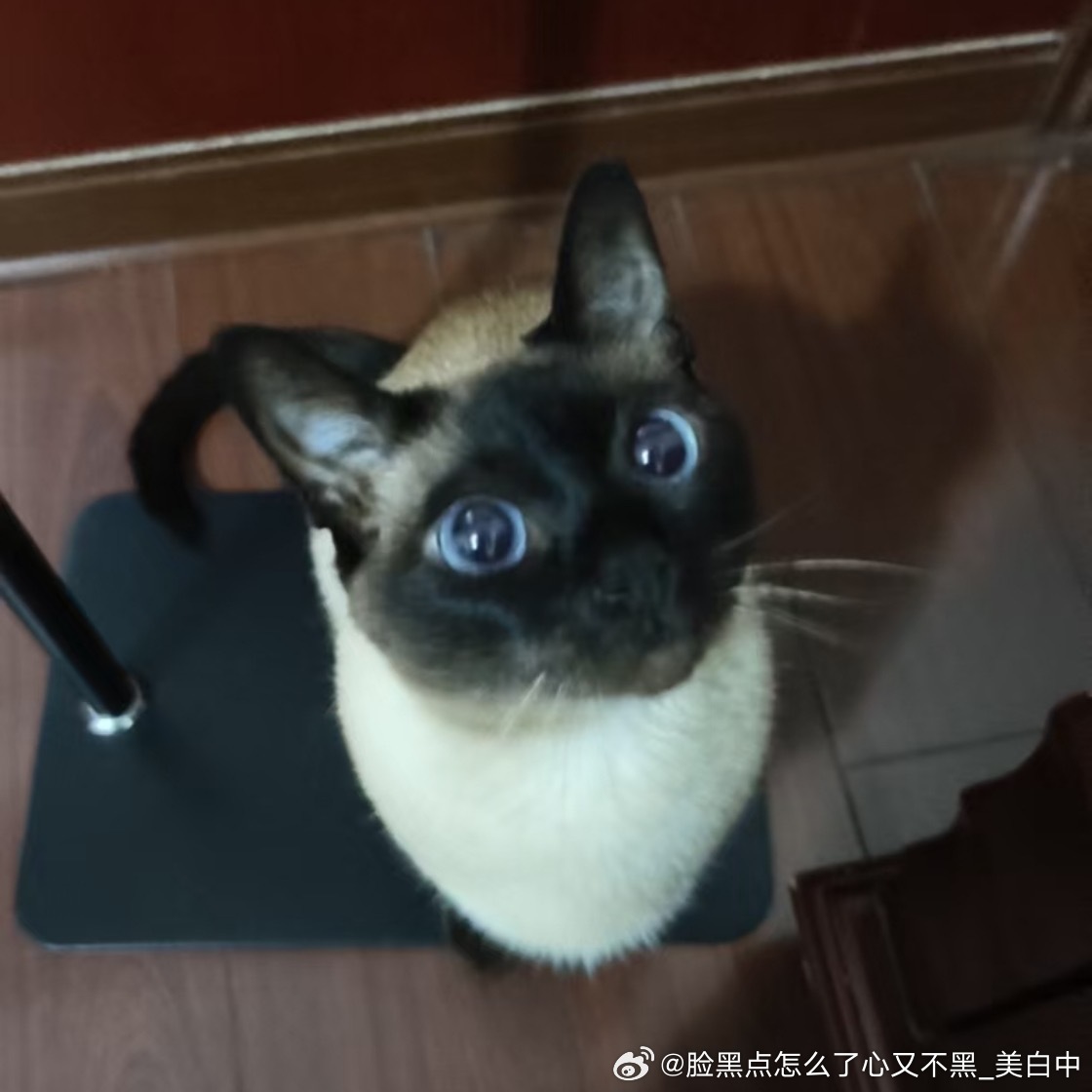 3973只黑脸就这样萌萌地看着你呀 