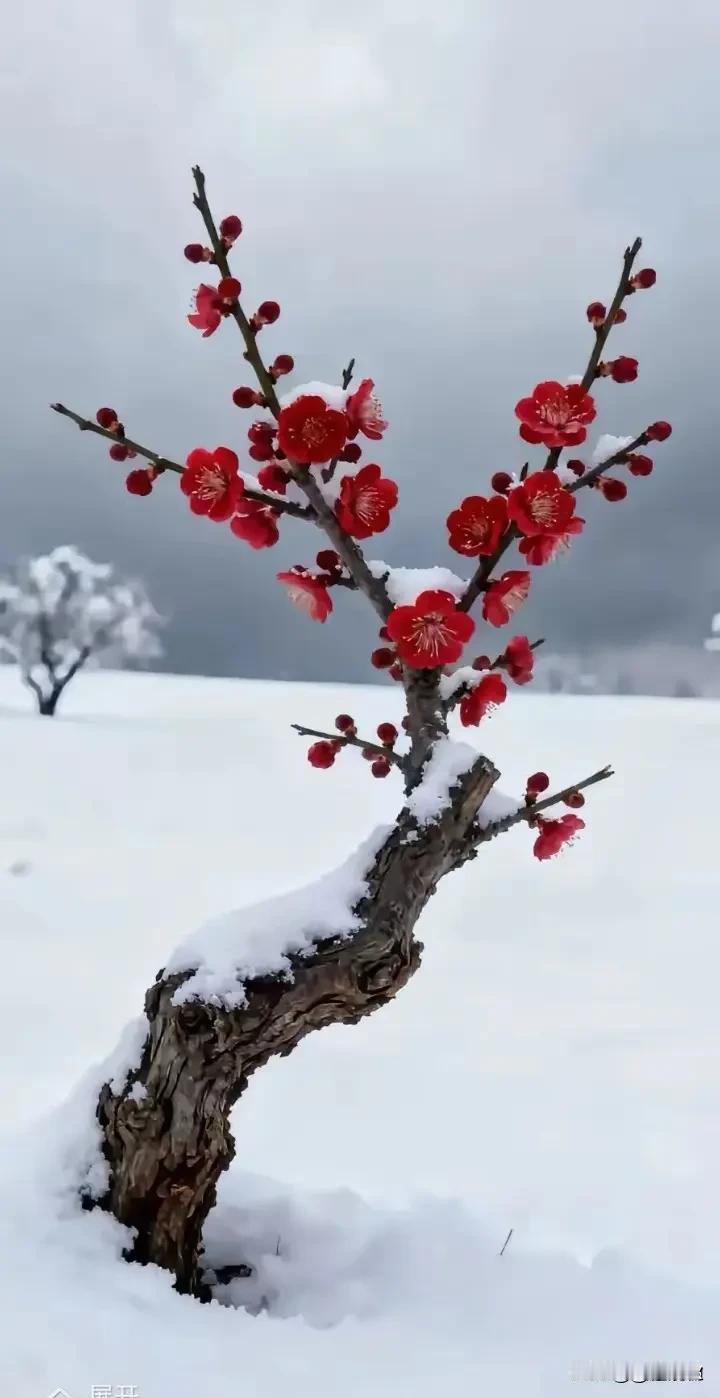 上联：丹桂飘香浸小楼
下联：红梅独放香庭院