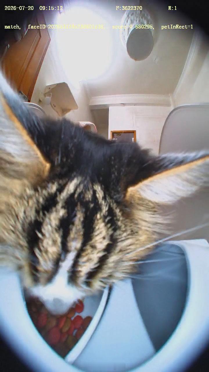 垃圾破猫 琪琪 