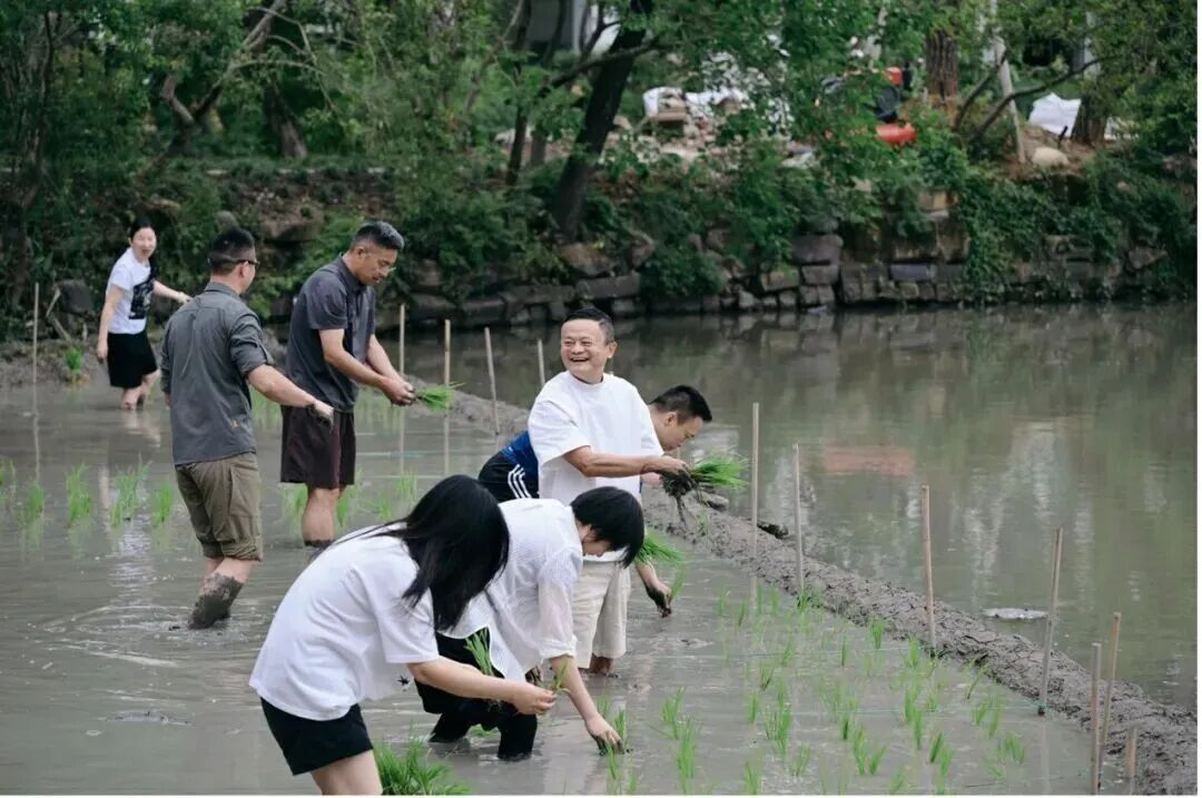 阿里巴巴高管团建插秧 