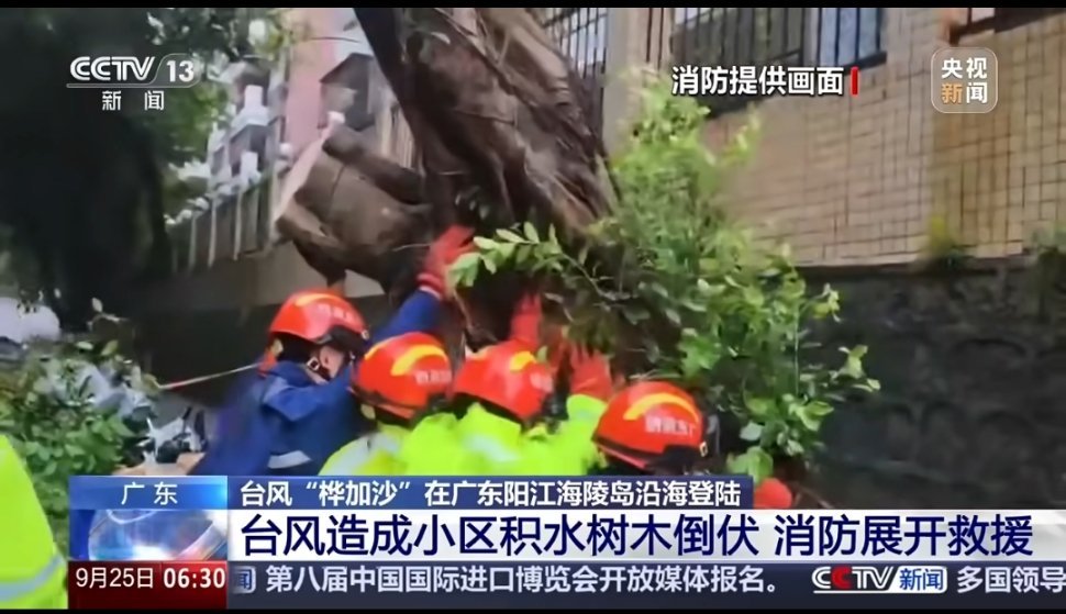 深圳比腰粗的大树被连根拔起受台风“桦加沙”带来的强风天气影响，深圳城区大量行道树
