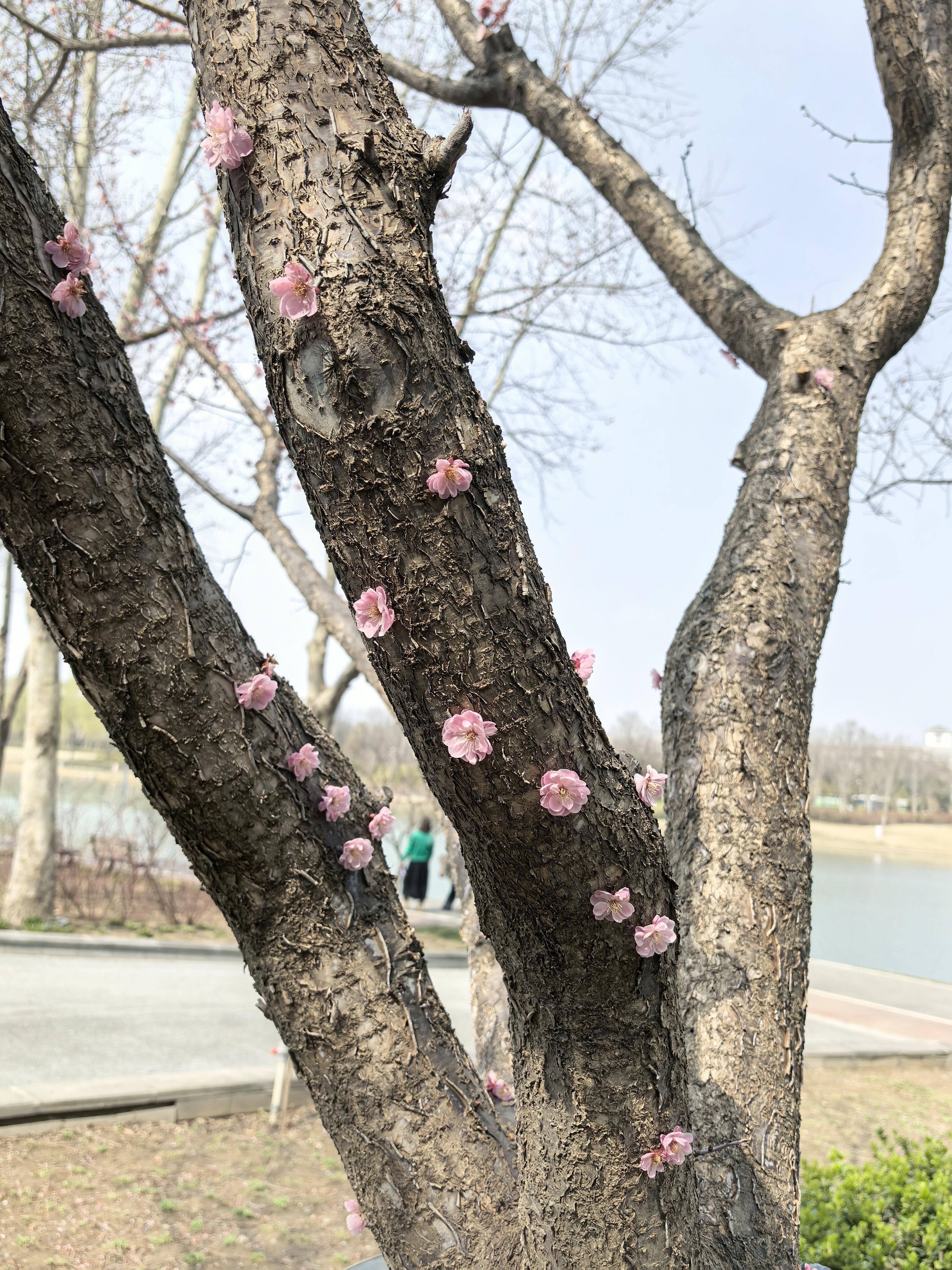 老茎生花，竟然是真的。看到图片还以为是人为的，竟然是树干自己开的花，好美啊 