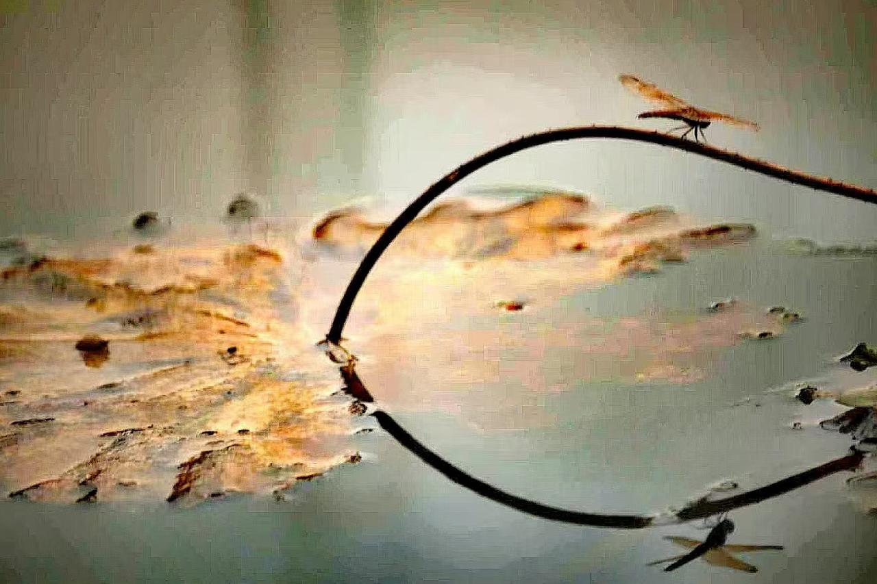 （原创）
翠蜓映画……