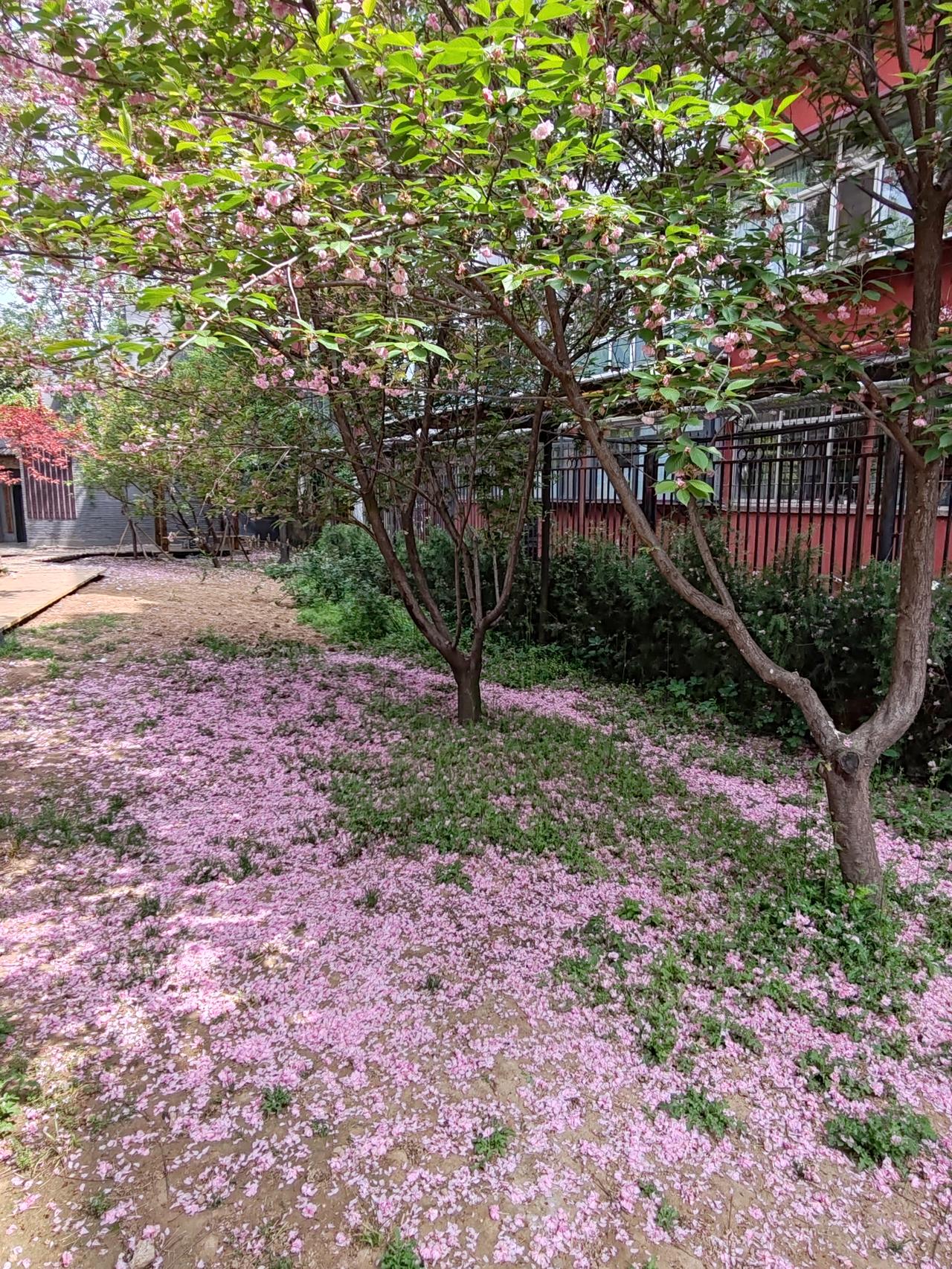 春日生活打卡季落花不是无情物，化作春泥更护花。