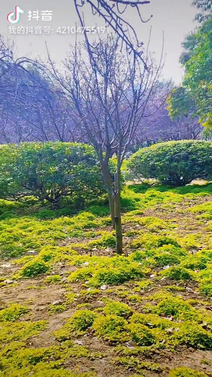 蝶儿翩翩花丛中，彩衣闪烁似霓虹。嫩蕊轻展迎风涌，露珠落映霞红。夜间光影在跃动，微