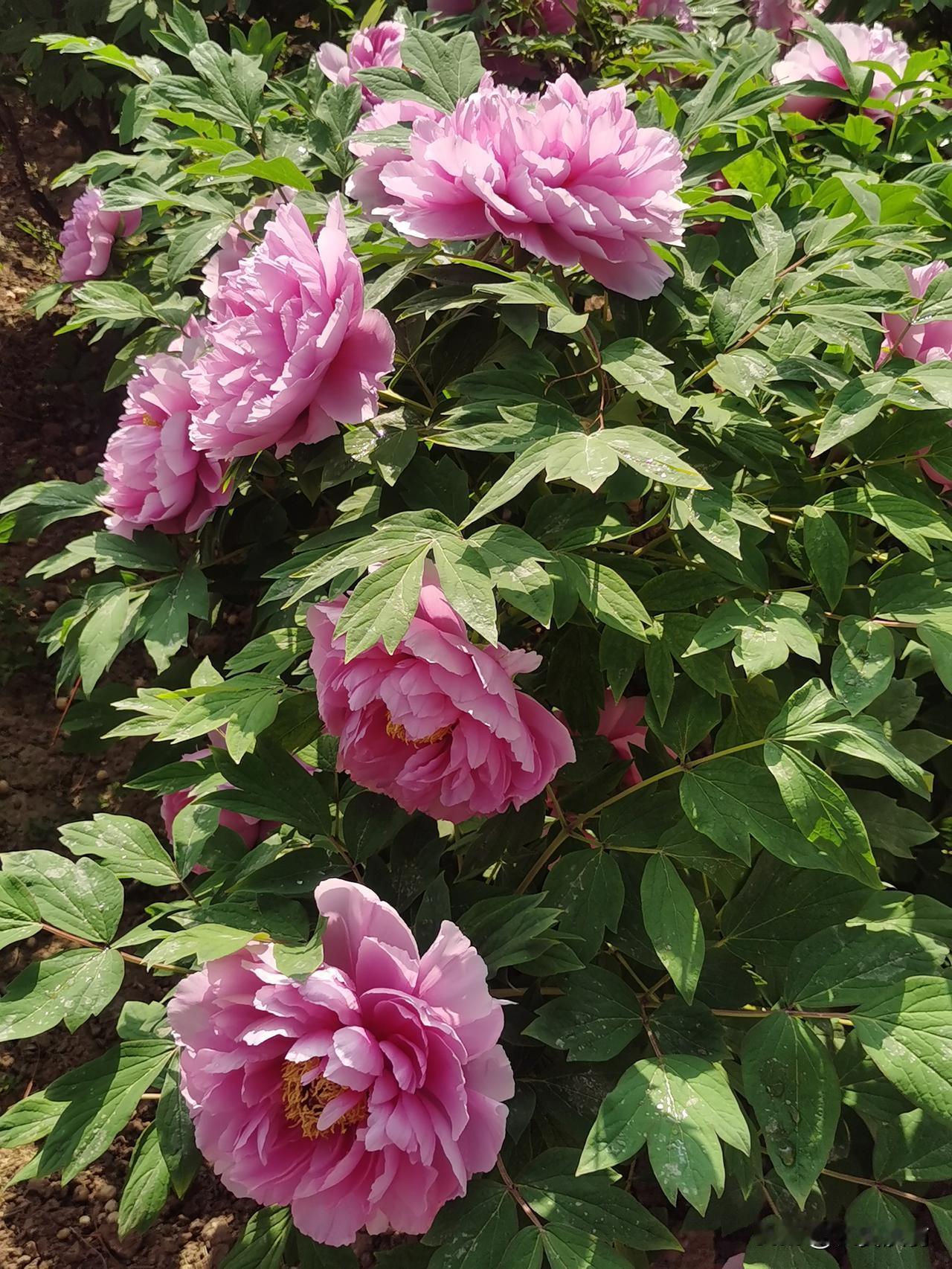 晒图笔记大赛趁今天去参加杨凌马拉松比赛间歇，又一次来到西北农林科技大学南校区牡丹