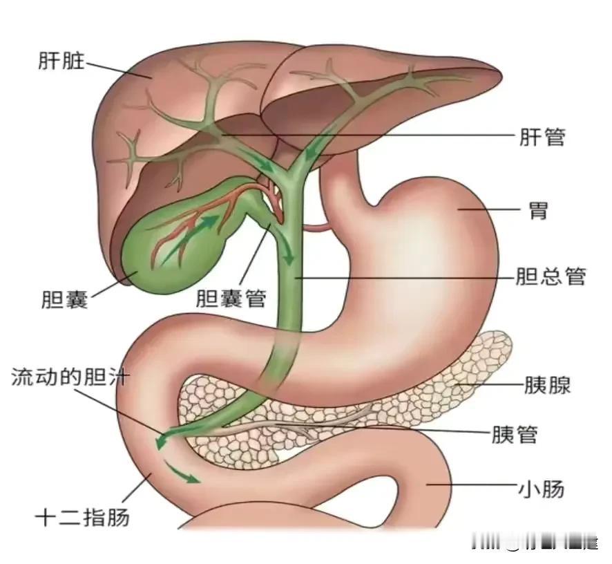胆囊根本不会分泌胆汁，它只是胆汁的“储藏室”“蓄水池”，真正日夜不停造胆汁的是肝