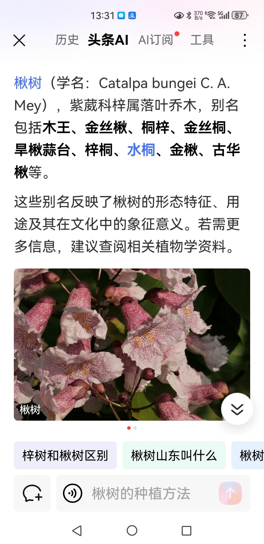 楸树，到处可见。据说还有个学名：Catalpa bungei C. A. Mey