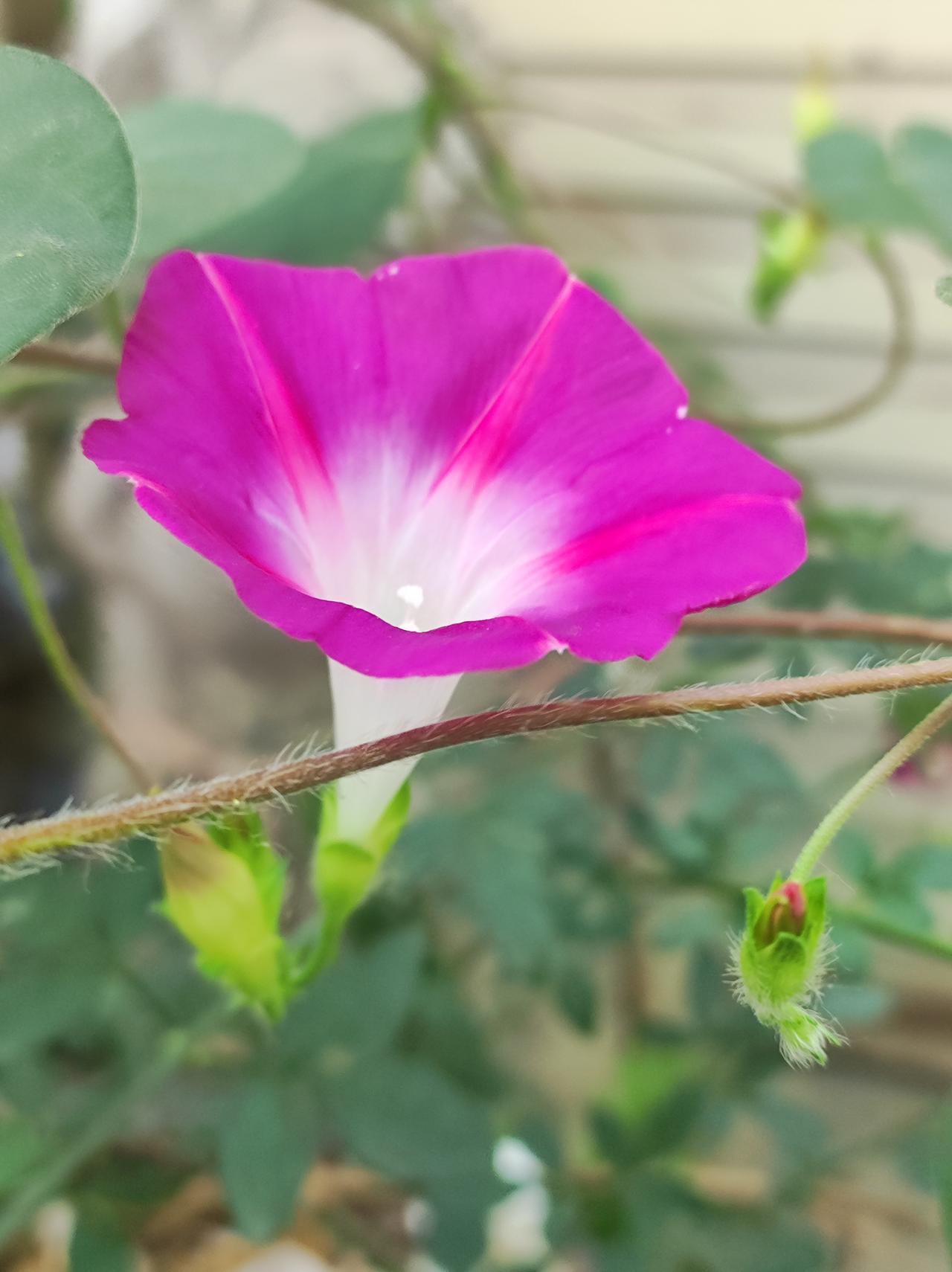 红色牵牛花