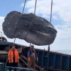 刷到舟山渔民在东海作业时捞到三百多斤翻车鱼的事，第一反应不是什么罕见大鱼的猎奇新