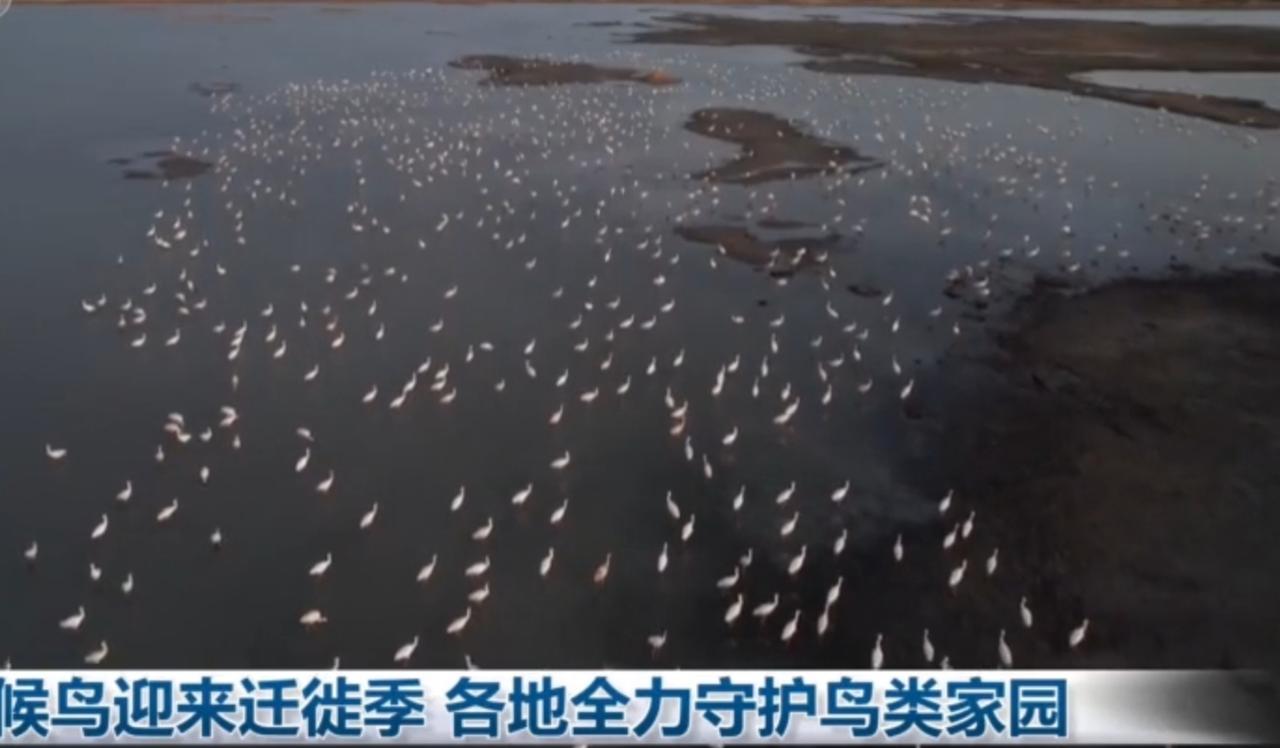 候鸟迁徙季如期而至，各地湿地迎来大批候鸟。水面上，天鹅、白鹭、野鸭成群栖息，白鹤
