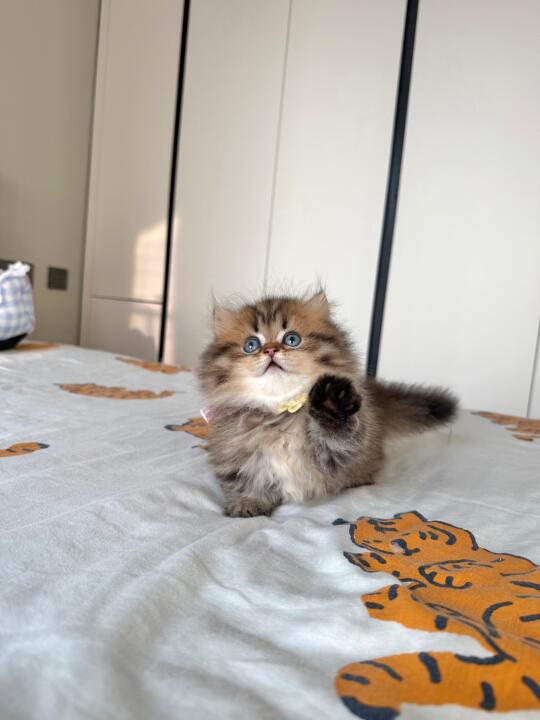 啊啊啊…被这个黑不溜秋小老虎可爱到！！！🐯