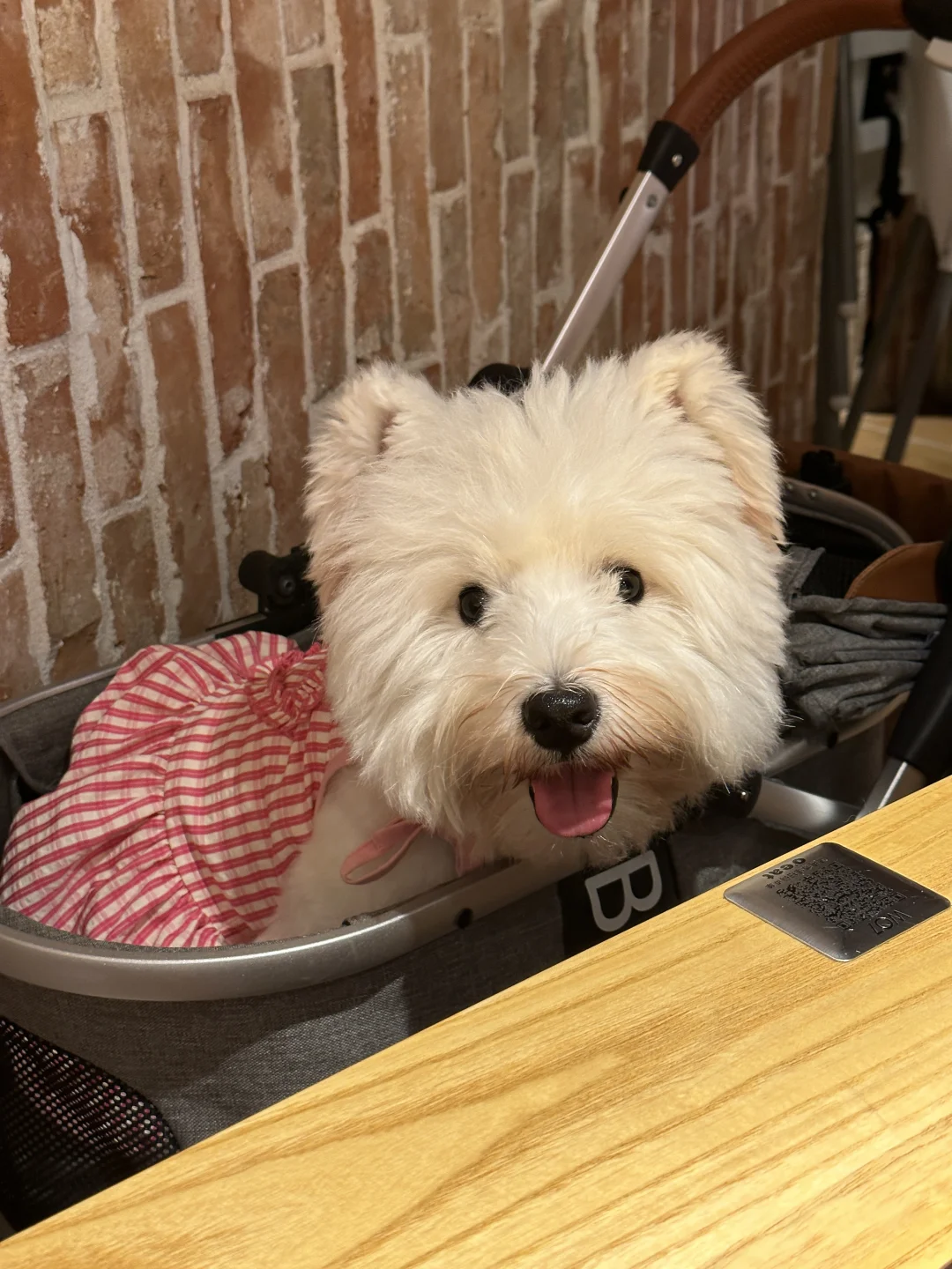 这是我今天邀请的陪吃员🐶