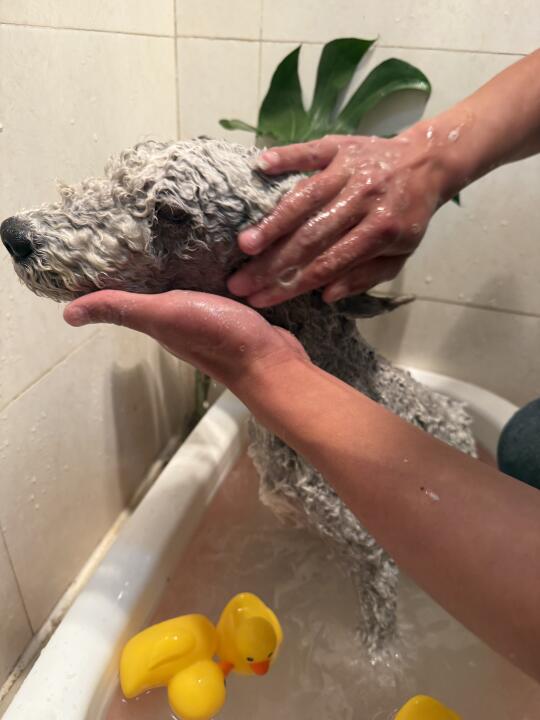 真的有被这款梗犬专用沐浴液惊艳到！