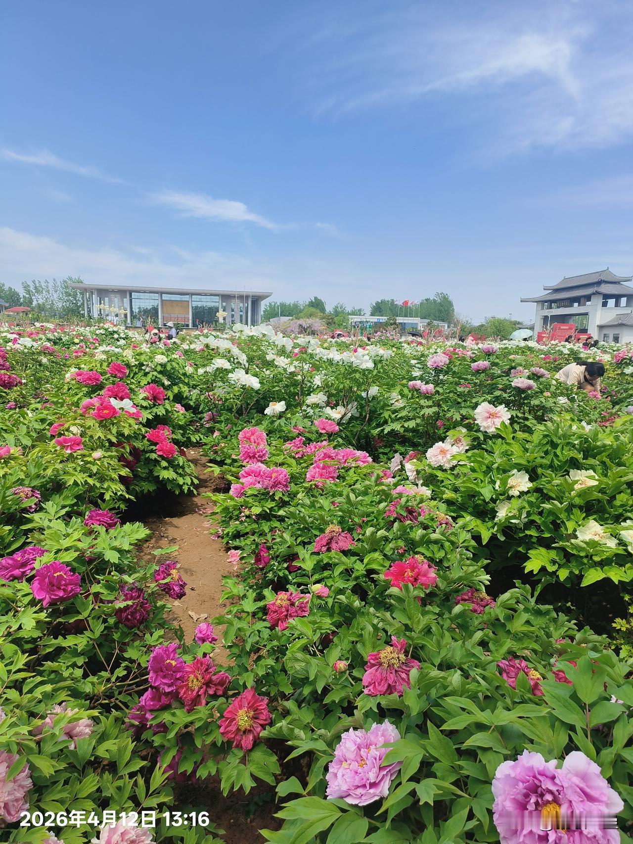 牡丹花开富贵吉祥

牡丹全身是药，核心药用部位是根皮（牡丹皮/丹皮），花瓣、花蕊