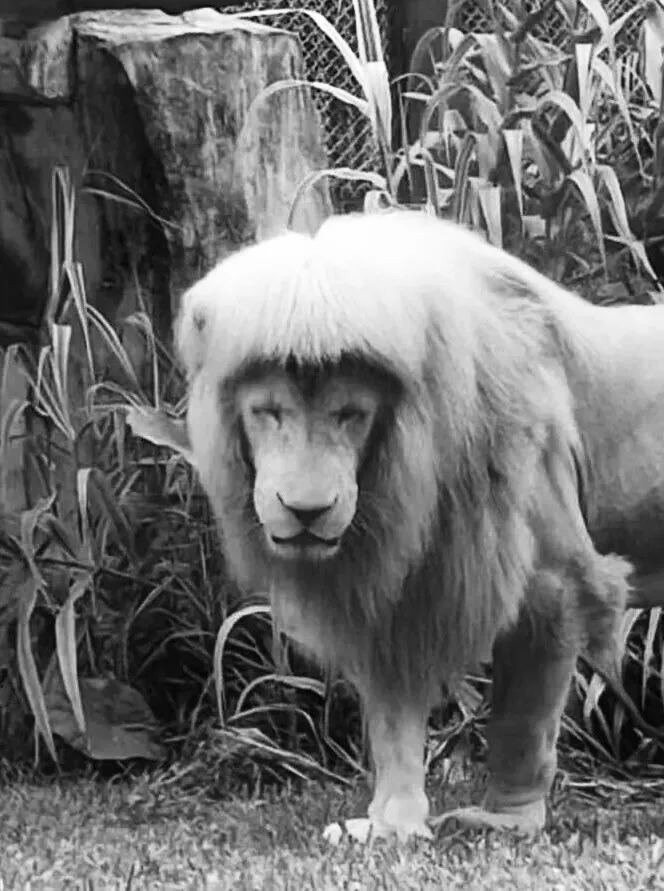晚安～发型狮🦁阿杭