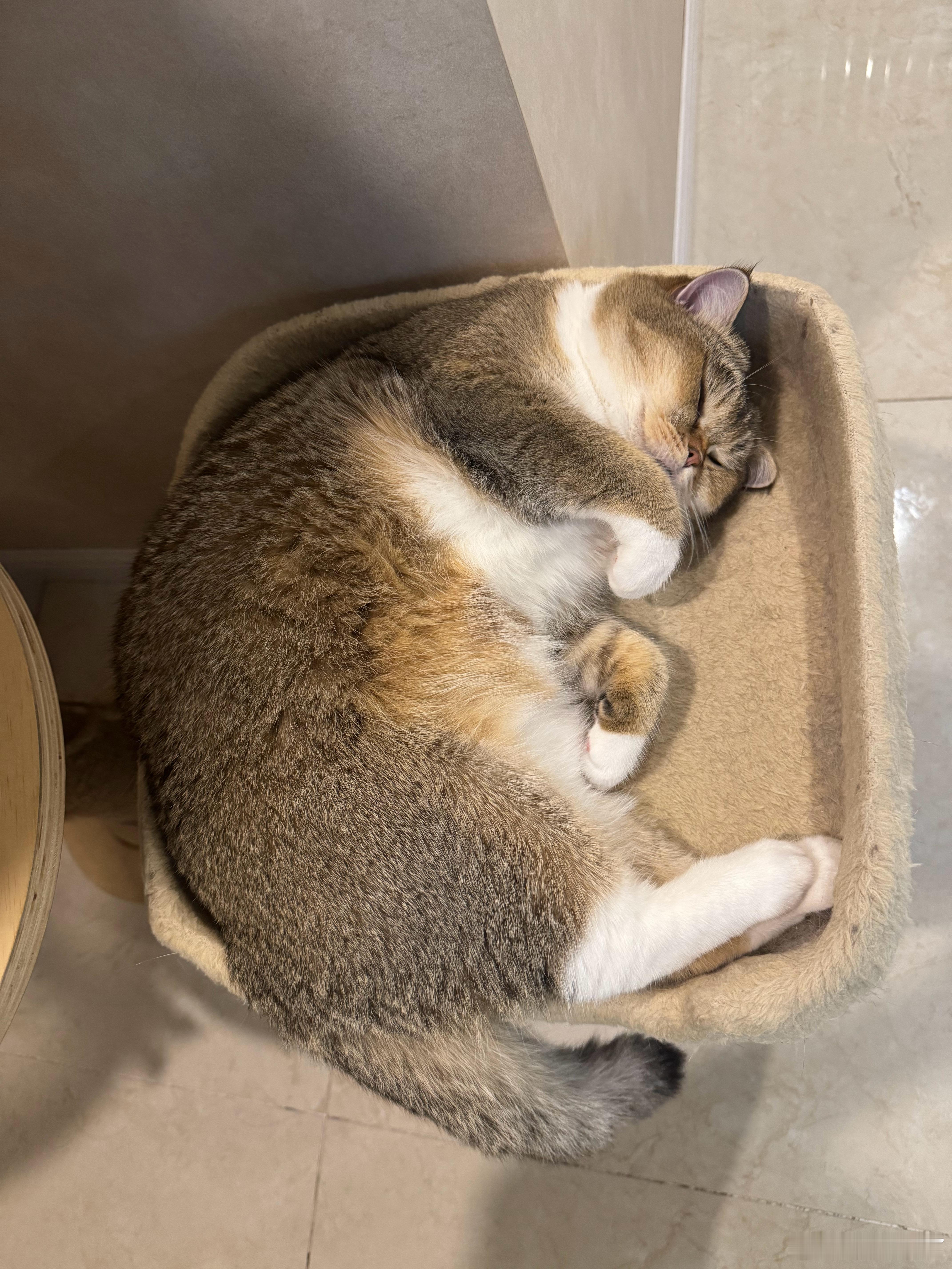手机相册被小猪占领噜 