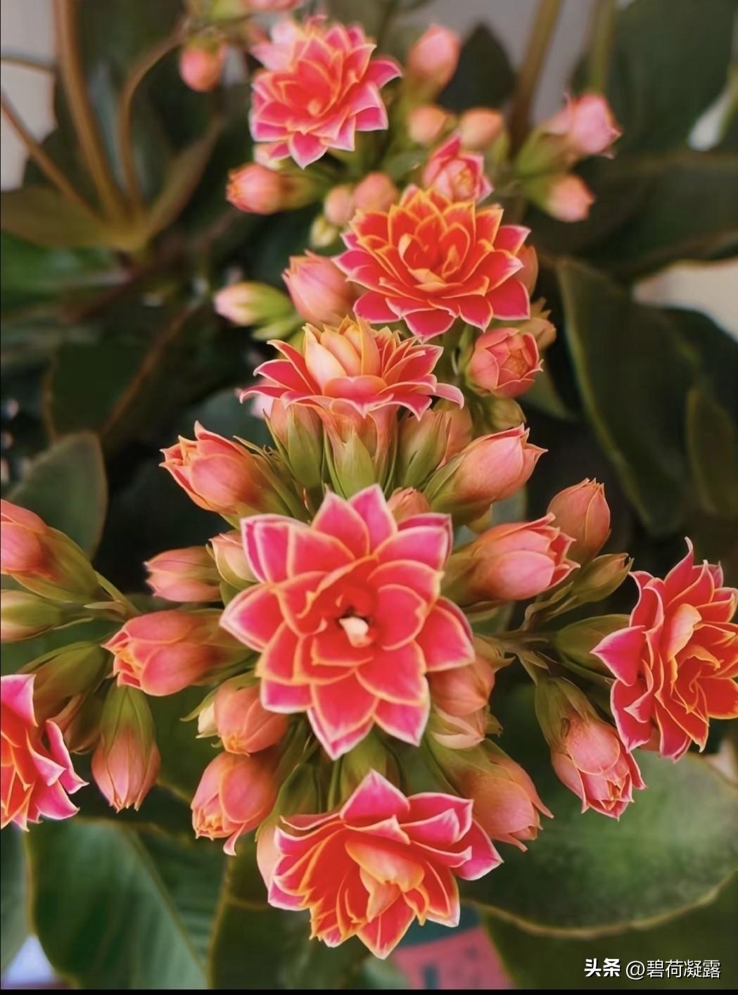 身体健康，睡眠质量好，心情愉快！精神饱满，开心好每一天！