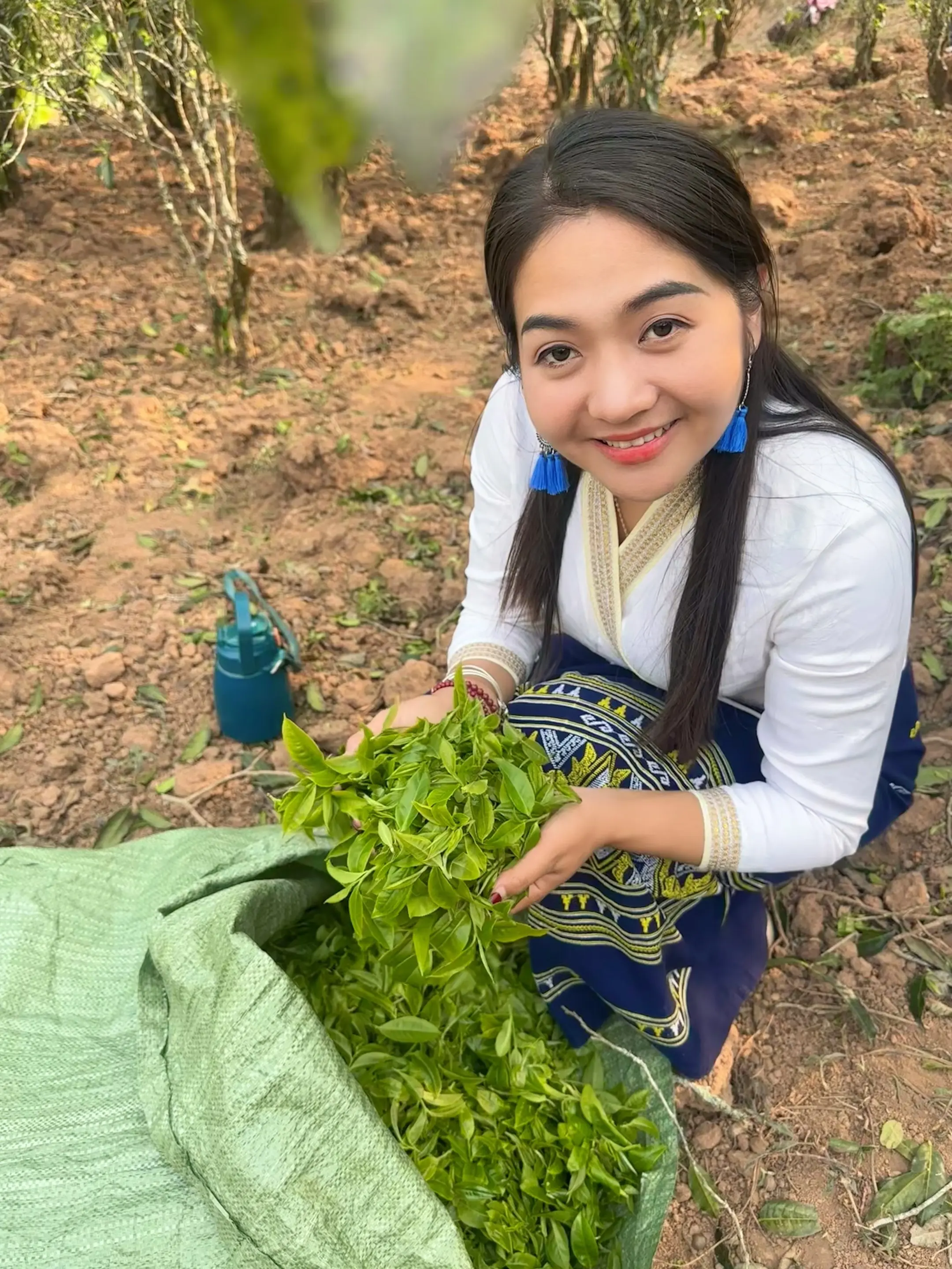 喜欢有生命力春天，我在茶山等你！