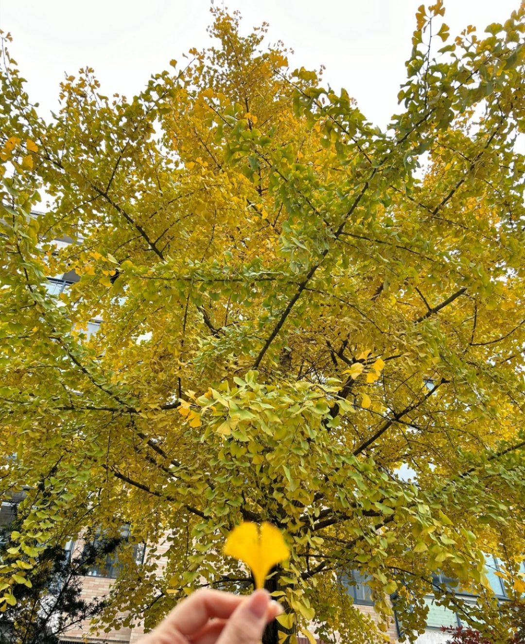 你就说恼不恼吧，北京暴雪中，江西的我还在捡秋天